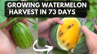 Grow yellow watermelon in 73 days | From seed to harvest! by Tony's Exploration- Home & Garden 85,458 views 1 year ago 4 minutes, 6 seconds