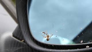 Putting an ant in a spiders web