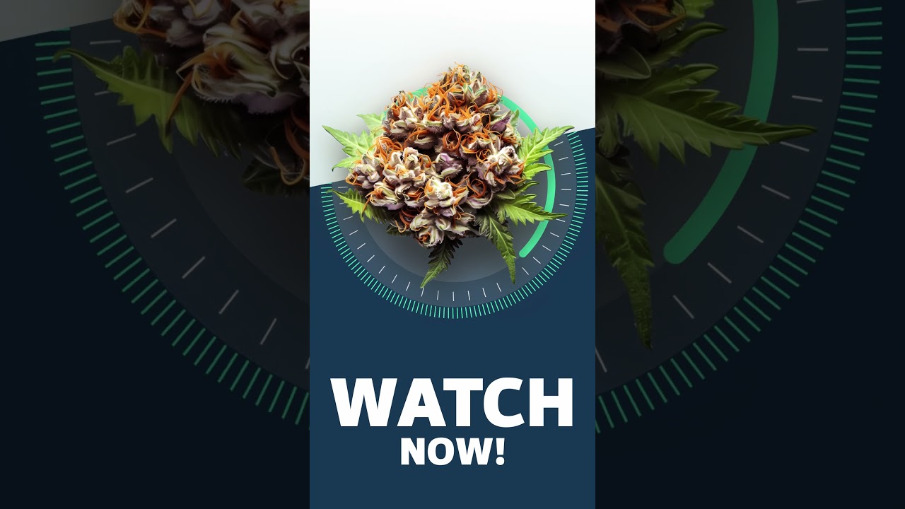 Tangie Chem - Strainview