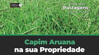 Capim Aruana Na Propriedade É Boa Opção? Confira Em Foco Nas Pastagens