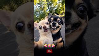 Funny Animal Video Funny Dogs and cat (02) #shots #funny #animals #video