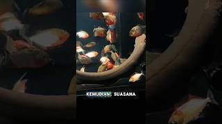 Saat Piranha Bertemu Belut Listrik #ikanpiranha #belutlistrik #ikanpredator #shorts