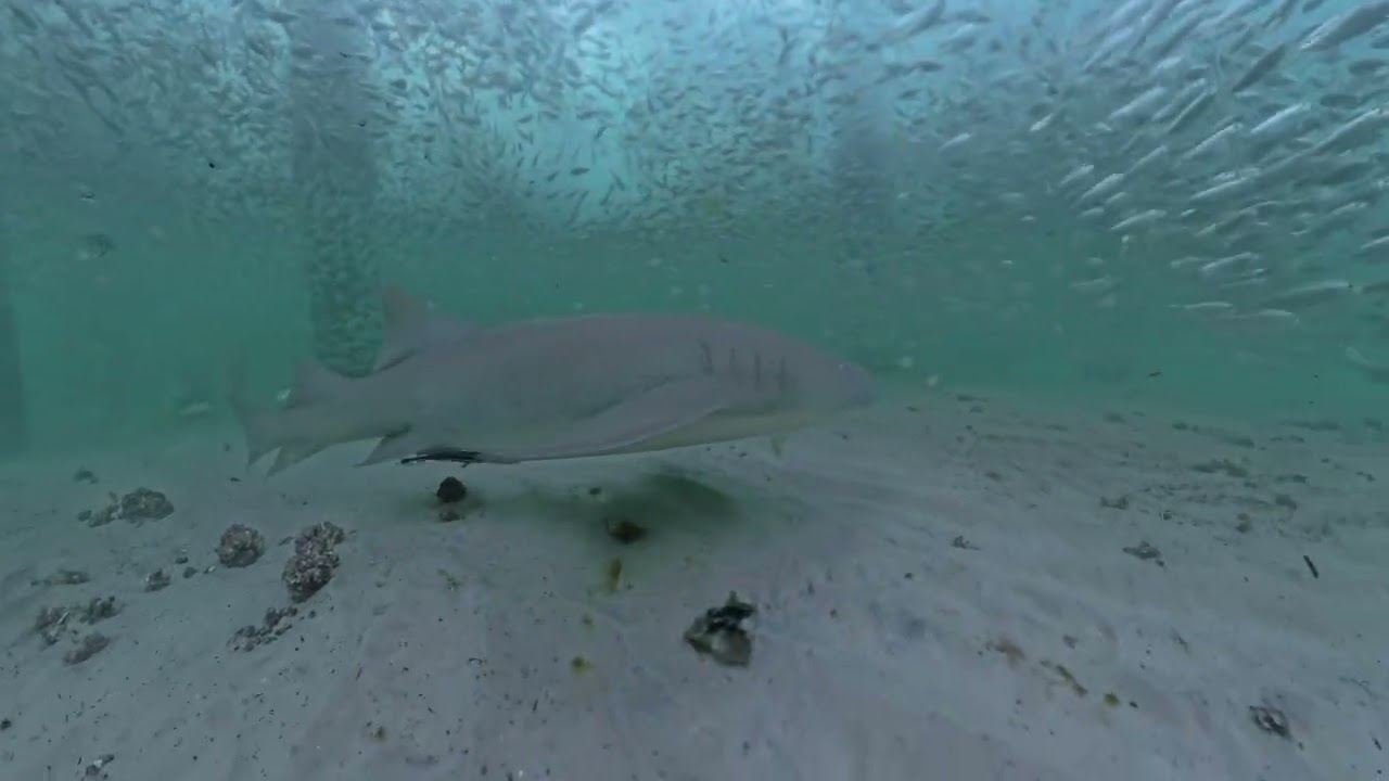Tiger Sharks, Nurse Sharks, and a Sea Turtle at Tiger Pier