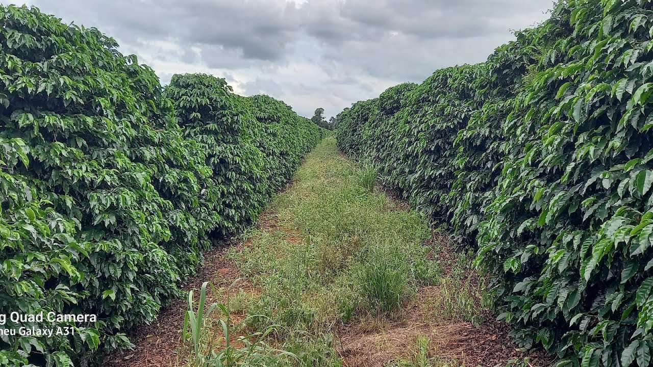 Tá aí a safra de café 2023 pelo jeito a queda na produção vai ser grande.