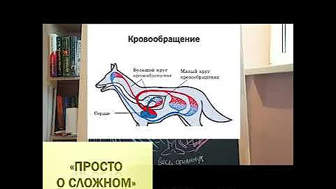 Круги кровообращения собак и кошек