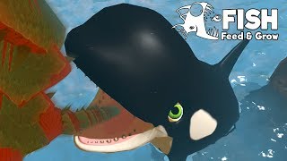 วาฬเพชฌฆาต!! สปีชี่ส์ที่ใหญ่ที่สุด!! | Fish Feed and Grow #38 screenshot 1