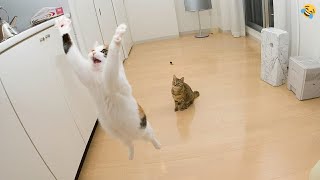 FUNNY CATS and DOGS 🐱🐶 New Funniest Animals Videos 2024 by Morgan 296,647 views 4 months ago 10 minutes, 34 seconds