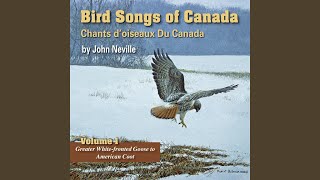 California Quail screenshot 1