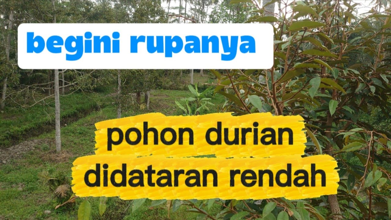 Pohon durian dataran rendah