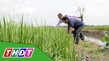 Nông nghiệp sinh thái ở Đồng Tháp | Tái cơ cấu nông nghiệp - 12/10/2025 | THDT