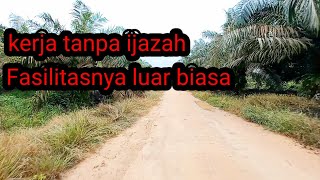 Peluang kerja tanpa ijazah di perkebunan kelapa sawit, kerja tanpa ijazah tapi gaji umr bisa