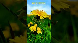 Prince Edward Island |Beautiful lookout #travel #canada #viral #yellow #beautiful #photography #pei