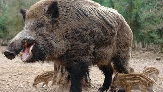 Собаки атакуют кабана. Охота на дикого кабана. Собаки атакуют кабана. Охота на дикого кабана.
