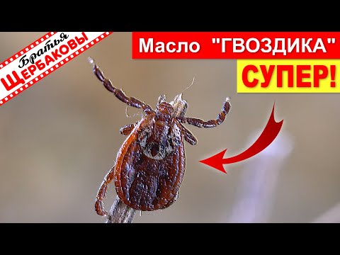 Масло ГВОЗДИКА и ЭВКАЛИПТ против КЛЕЩЕЙ! УРА, нашли ЛУЧШЕЕ отпугивающее КЛЕЩЕЙ средство!