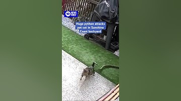 Huge Python Attacks Cat In Sunshine Coast Backyard | 10 News First