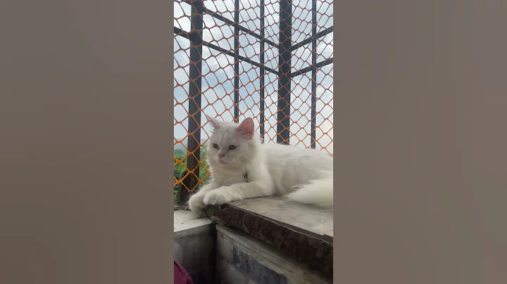 Video 11545811: pets cutecat persian, persian cat funny pets, persian cat pets cute, persian catlife