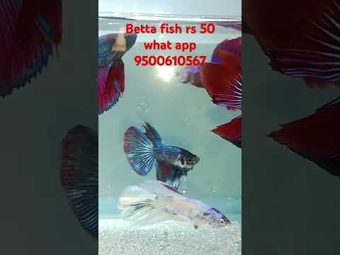 betta fish for