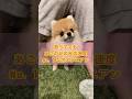 【TikTok140万回再生🎉】怒ってても『あごのせ』の反応速度No.1なポメラニアン🤣笑 #pomeranian #ポメラニアン #小型犬 #癒し #きなこ #あごのせ #ママしか勝たん