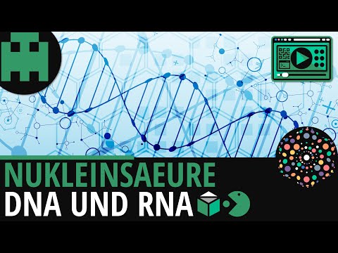 Video: Wie viele Nukleotide haben 300 Aminosäuren?