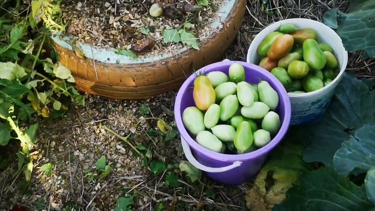 Вот,что значит,не пасынковать.Два ведра с куста.Томат открытого грунта.Челнок.