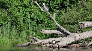 North American Black-crowned Night Herons rest and preen on a fallen tree that was felled by Beavers