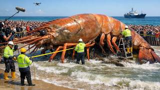 These Lobsters Are the Size of a Small Child  Massive Lobster Haul Gone Crazy