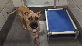 Acs A804478