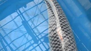 Marusei, 84 Cm Hq Asagi Ma Koi.mov