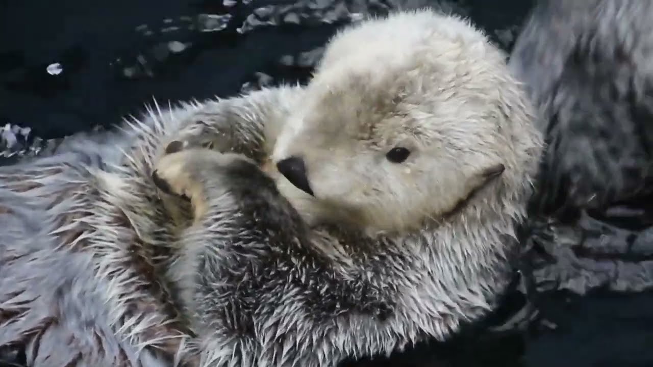 Untold animal stories: Surprising facts, fascinating myths | Animal Encyclopedia