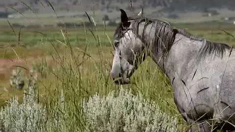 Próxima Parada - Desert Bloom II (Official Video)