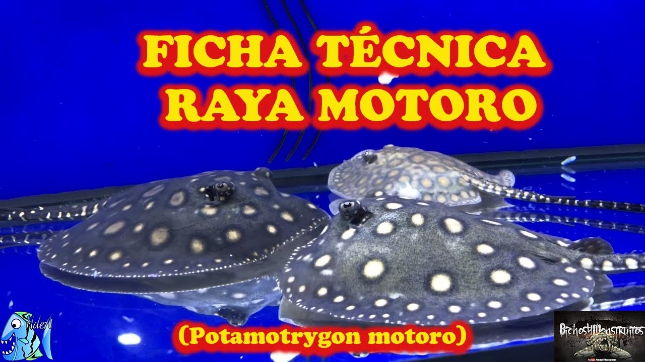 FICHA TÉCNICA RAYA MOTORO (Potamotrygon motoro)