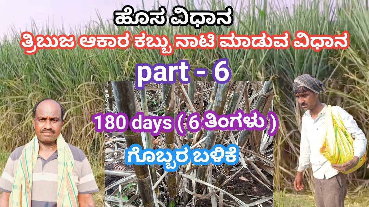 ತ್ರಿಭುಜ  ಆಕಾರ ಕಬ್ಬು ನಾಟಿ ಮಾಡುವ ವಿಧಾನ  Part 6 | Triangle method of growing sugarcane ( by new method