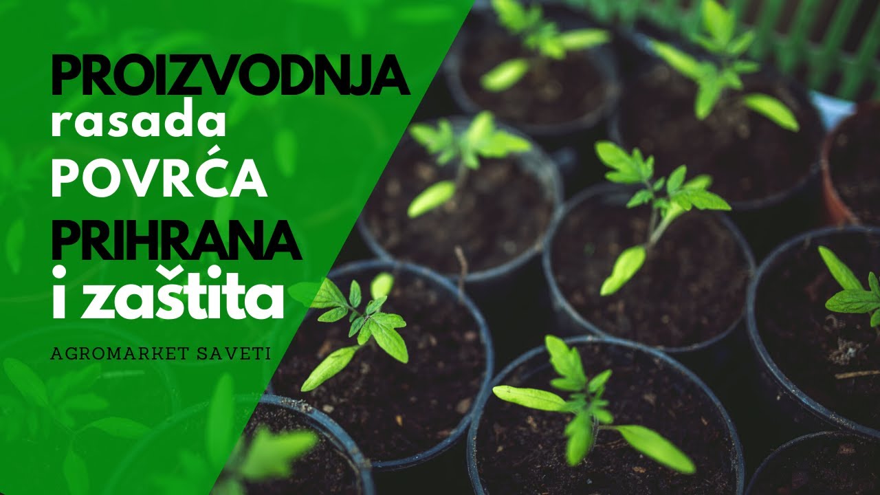 Tehnologija Proizvodnje RASADA - Od Prihrane do Zaštite