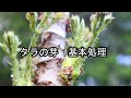 タラの芽の基本処理法