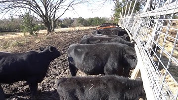 Cow Farm in Arkansas. Hmoob chaw yug nyuj nyob Arkansas.