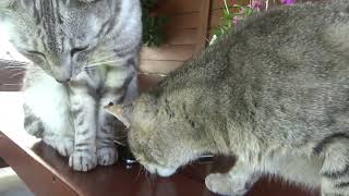 Cats eating tasty snacks on the garden table -  they are very friendly to each other by kotomaniak 44 views 1 year ago 1 minute, 49 seconds