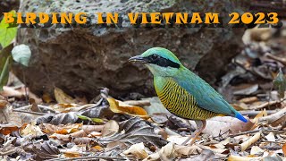 Birding in Vietnam 2023