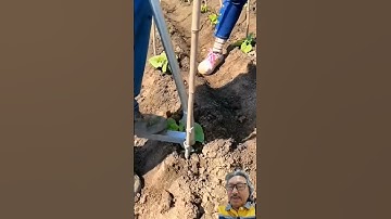 Dụng cụ đóng cọc cho dây leo #farming #shorts