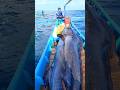 The Largest Black Marlin In The World