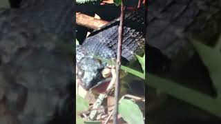 Banded Water Snake Swallows Live Bluegill Fish #shorts