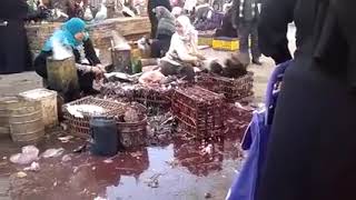 (  32 ) -  woman slaughter chicken ازاى تقدر تذبح الفراخ باحتراف زى احسن معلم فى المحل
