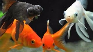 Akvaryum Balıkları Dinlendirici Ve Huzur Veren Sesler. Balık 🐟🐟 Belgeseli