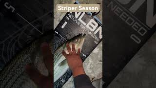 Catching Striped Bass!! #fishing #stripedbass #bassfishing #fish #letsplay