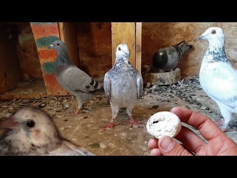 Video: Semne Populare Despre Porumbei
