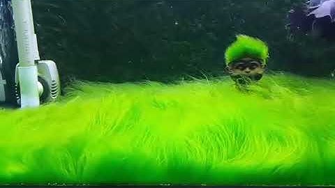 vẻ đẹp của rêu tóc trong bể thuỷ sinh