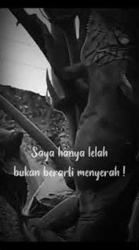 Bunglon santai Story wa