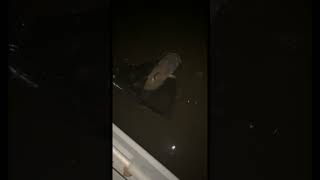 Catch and Release Catfish in Georgia!