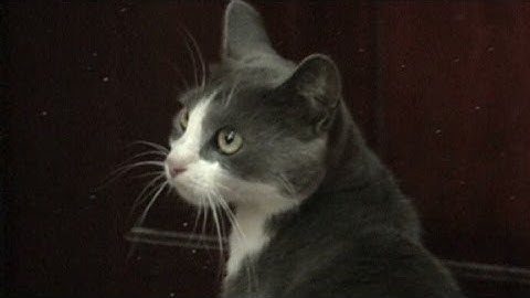 A  cat reportedly carried drugs into a Moldovan prison.