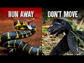 The Deadliest Snake Attacks