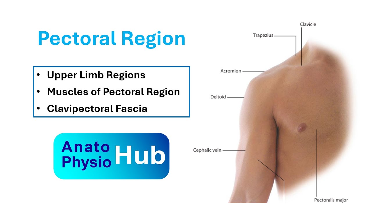 Pectoral Region (Upper Limb Anatomy)